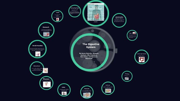 The Digestive System by on Prezi