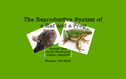 The Reproductive System of a Rat and a Frog! by carlie smallwood