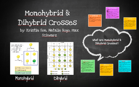 Monohybrid Crosses By Kristin Son