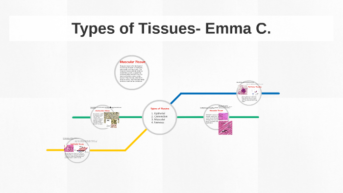 Types Of Tissues By Emma Coggins