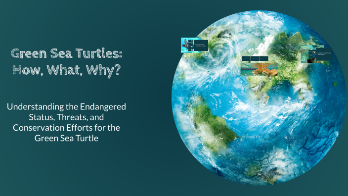 Green Sea Turtles: Guardians of the Ocean by Josh Spray on Prezi