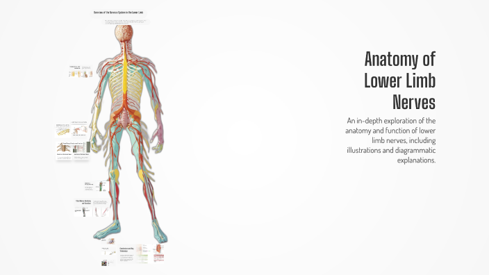 Anatomy of Lower Limb Nerves by yousef sobih on Prezi