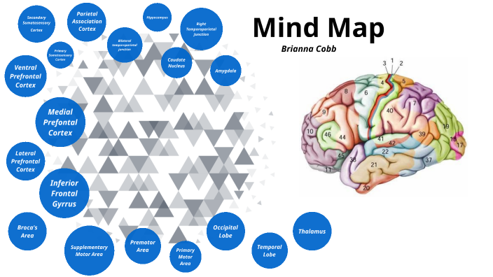 Mind Map by brianna cobb on Prezi