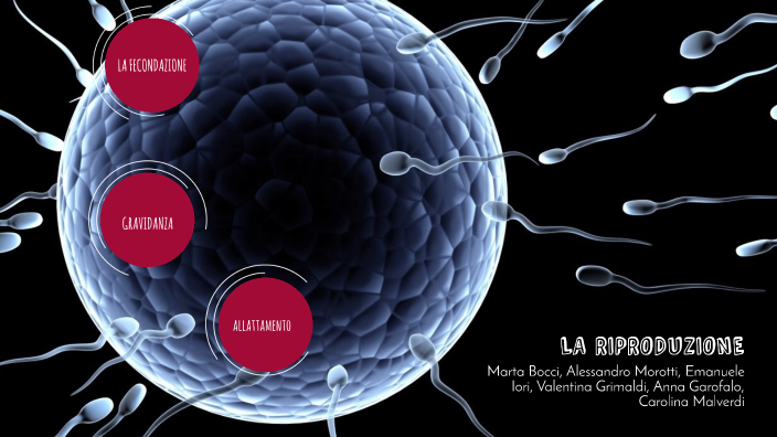 la riproduzione by teresa bocci on Prezi