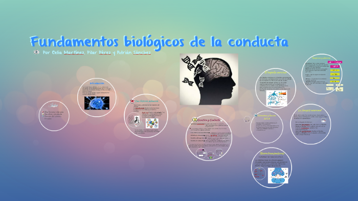 Fundamentos Biológicos De La Conducta By Pilar Pérez On Prezi 3677