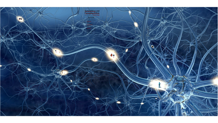 PARASYMPATHIKUS WIKIPEDIA visual data 2