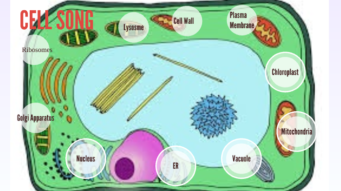 CELL SONGS AND FUNCTIONS by Cameron Markley on Prezi