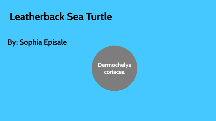 Leatherback Sea Turtle by Sophia Episale on Prezi