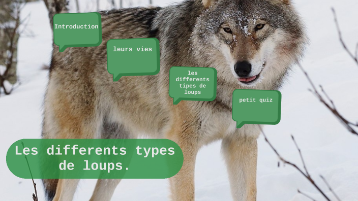 Les differents types de loups by Robert Dawney Jr Robert Dawney Jr on Prezi