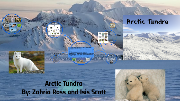 Arctic Tundra By Zahria Ross On Prezi