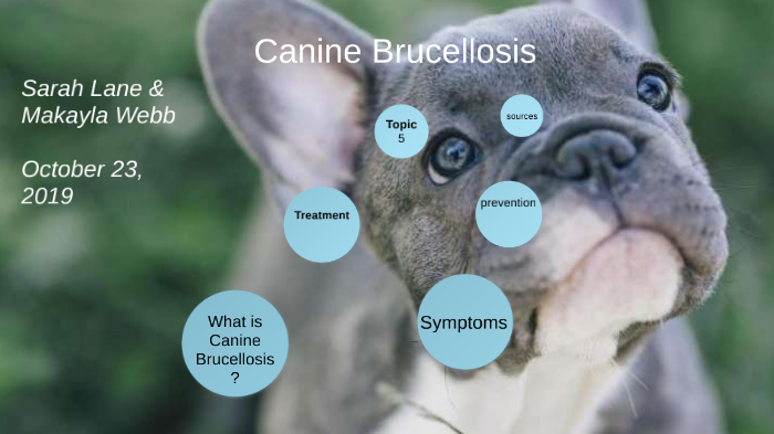 how to treat brucellosis in dogs