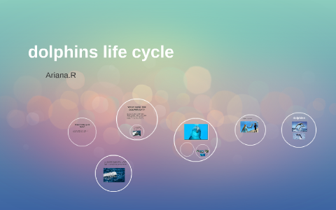 dolphins life cycle by Ariana R