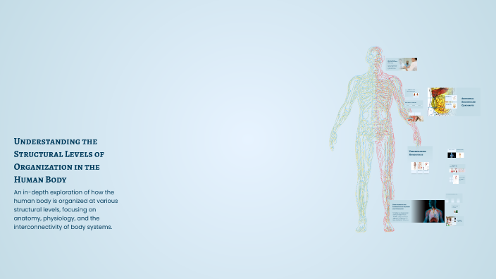 Understanding the Structural Levels of Organization in the Human Body ...