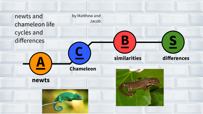 newt and chameleon life cycle presentation by Heskin 123