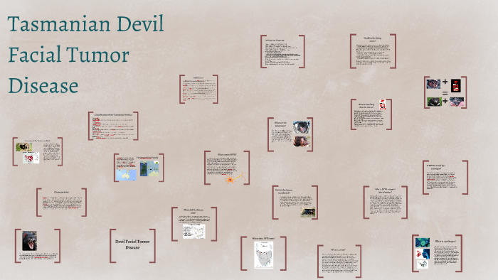 Tasmanian Devil Facial Tumor Disease by Grace An on Prezi