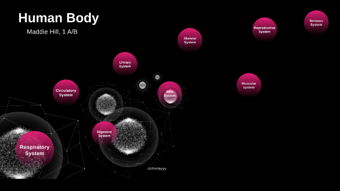 Human Body Concept Map by Madeline Hill