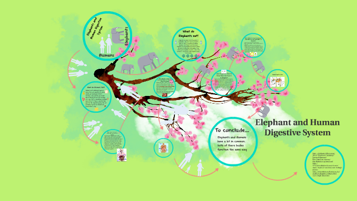 Elephant and Human Digestive System by Erin Danielewicz