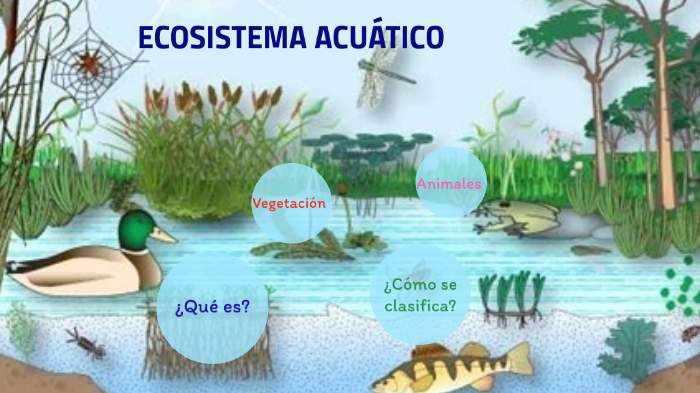 Ecosistema Acuático By Stefanía Cairo On Prezi