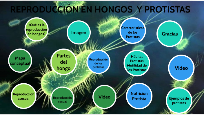 Reproduccion Hongos Y Protistas By Tatiana Cortes Méndez On Prezi 1465