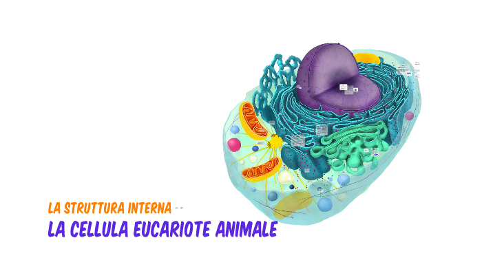 La Cellula Eucariote Animale by Martina Brunelli on Prezi
