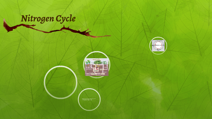 Nitrogen Cycle by on Prezi