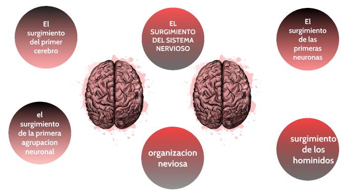 De Donde Viene Y Para Donde Va El Cerebro By Lesly Herrera On Prezi 1636