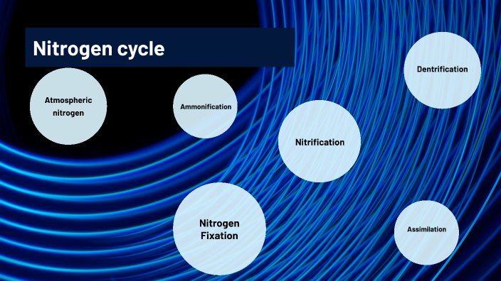 Nitrogen cycle by Andrea Aranda on Prezi