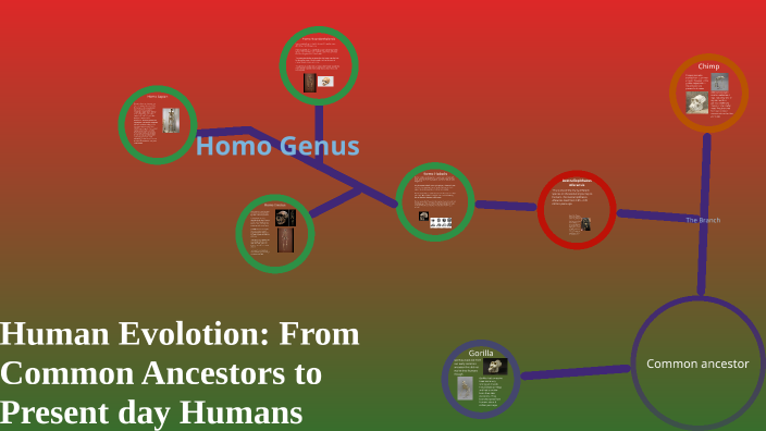 Human Evolution by Jack W on Prezi