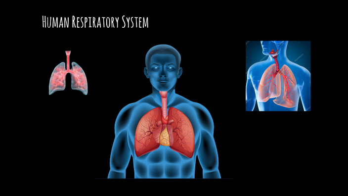 Human Respiratory System by Samten Dema on Prezi