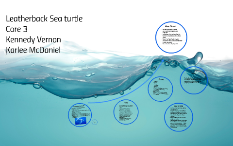 Leatherback Sea turtle by Kennedy Vernon on Prezi