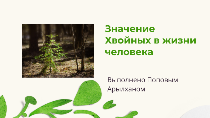 Что значит хвойные