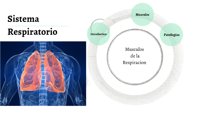 Músculos de la Respiración by Salvador Salas on Prezi