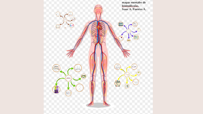Mapas Mentales biomoléculas. by isaac fuentes on Prezi Next