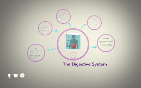 The Digestive System by Kelsey Davidson on Prezi
