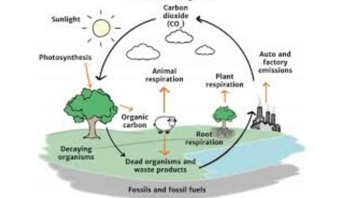 Understanding the Carbon Cycle by Joel Butler on Prezi