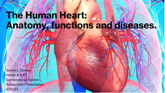 Cardiovascular System: Human Heart by Satrice Dorsey on Prezi