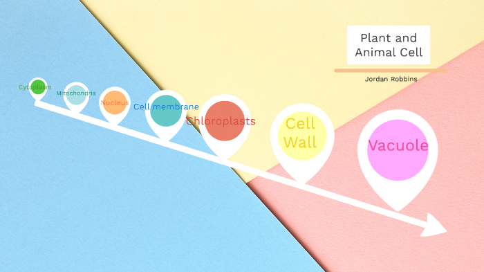 Animal and Plant Cells by Jordan Robbins on Prezi