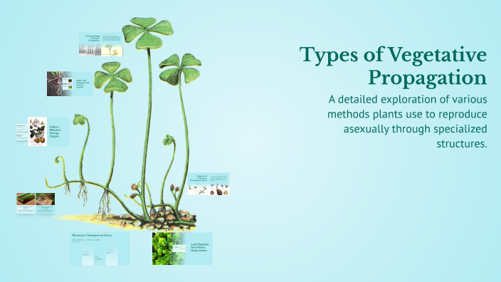 Types of Vegetative Propagation by Alxndr Robayo on Prezi