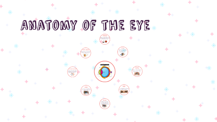Anatomy of the Eye by Abbey Geleit on Prezi