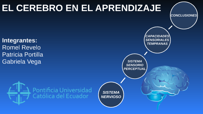 EL CEREBRO EN EL APRENDIZAJE by anonimus vita on Prezi