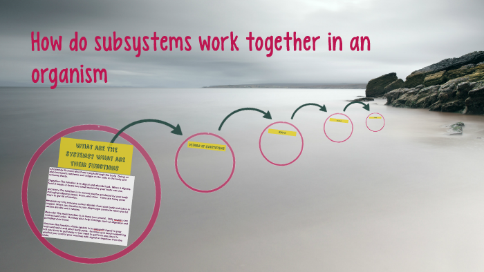 How do subsystems work together in an organism by Peyton odum on Prezi