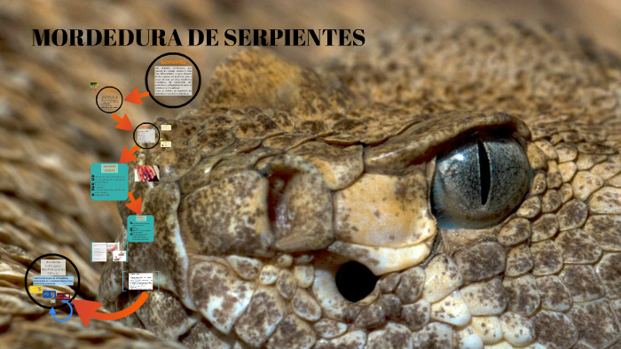 PICADURA DE SERPIENTES by Dannys Orozco