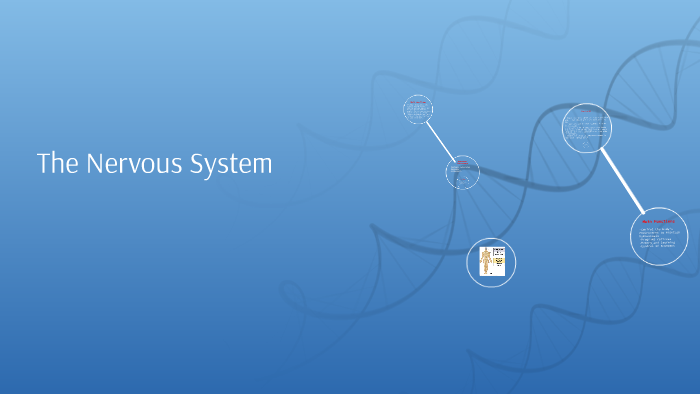 The Nervous System by Jessica Ordoñez on Prezi