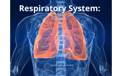 Respiratory System by Matt Clifton