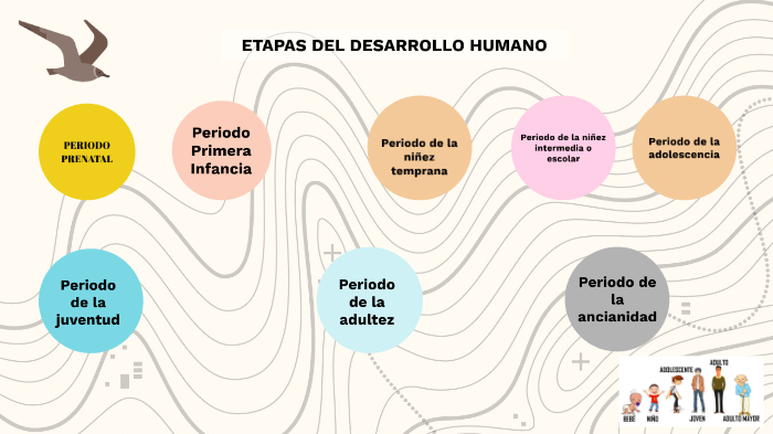 ETAPAS DEL DESARROLLO HUMANO by Nicol clavo jimenez on Prezi