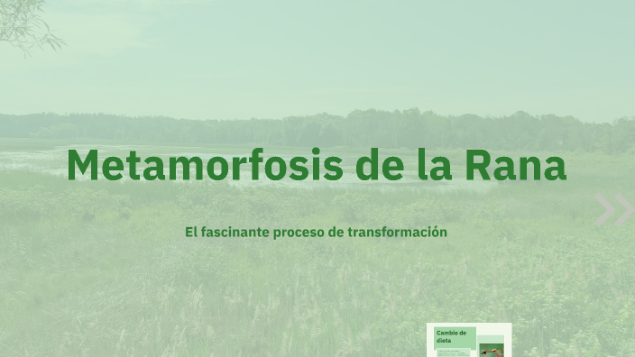 Rezi Rana Metamorfosis de la Rana by alessandro borsani on Prezi