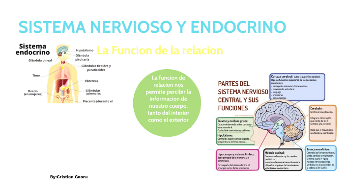 Sistema Nervioso y Endocrino by Cristian Gaona on Prezi