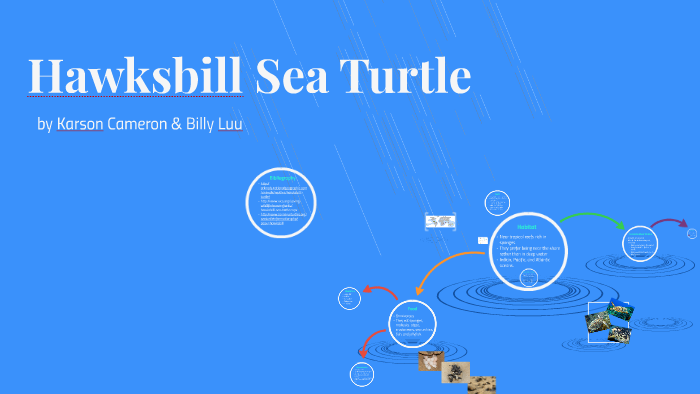 Hawksbill Sea Turtle by Karson Cameron on Prezi