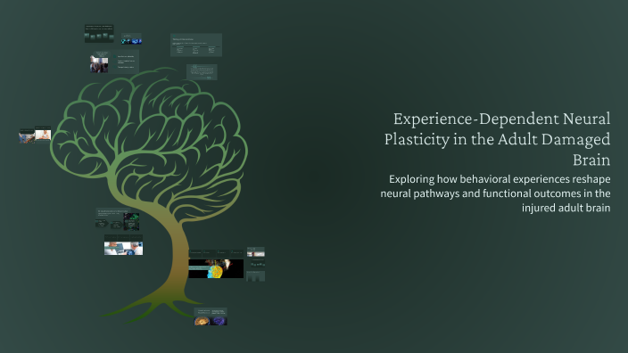Experience-Dependent Neural Plasticity in the Adult Damaged Brain by ...