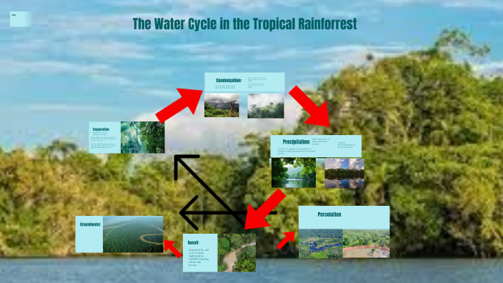 The Water Cycle in the Tropical Rainforest by Kendall Aldag on Prezi